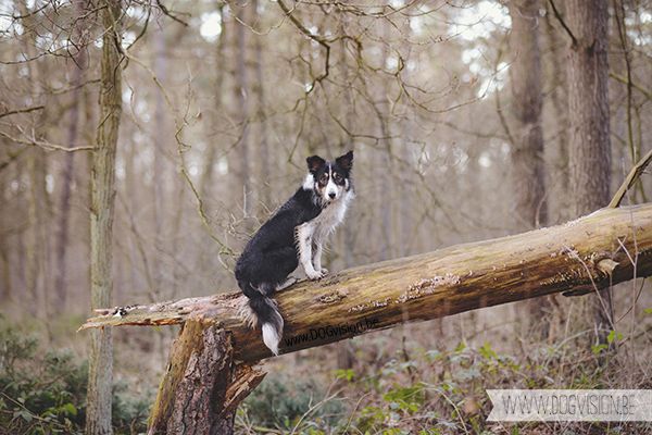 DOGvision | dog photography | Belgium | dogwalk