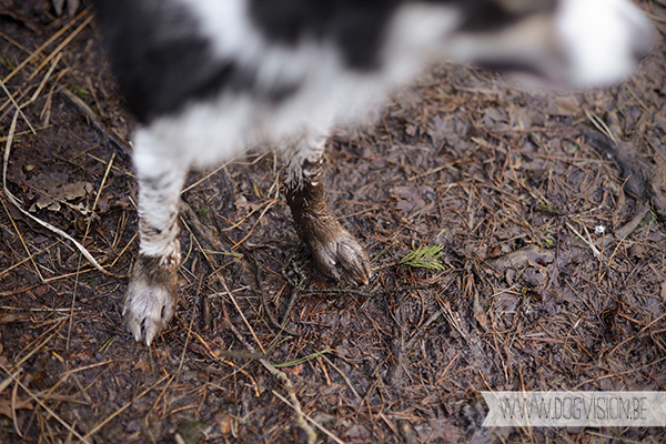 DOGvision | dog photography | Belgium | dogwalk