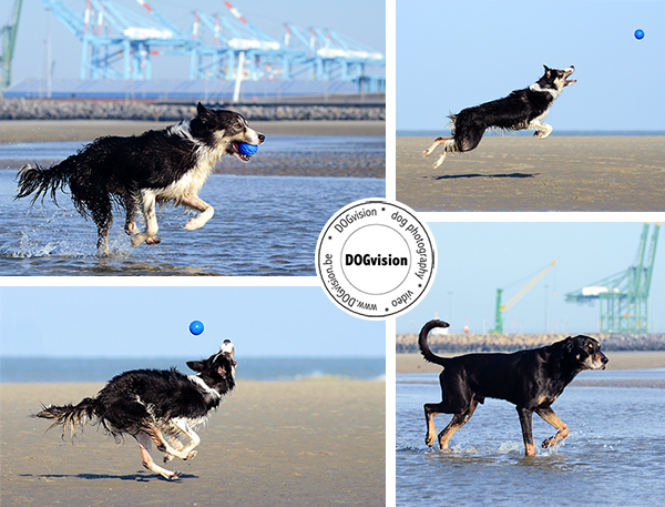 www.DOGvision.be | dog photography | Belgium | Hondenfotografie
