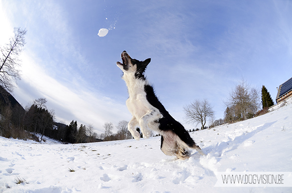 DOGvision | dog photography | Germany