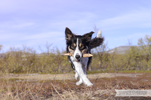 DOGvision | dog photography | Finland