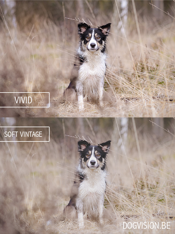 Soft vintage and vivid effect with photoshop | www.DOGvision.be | dog photography