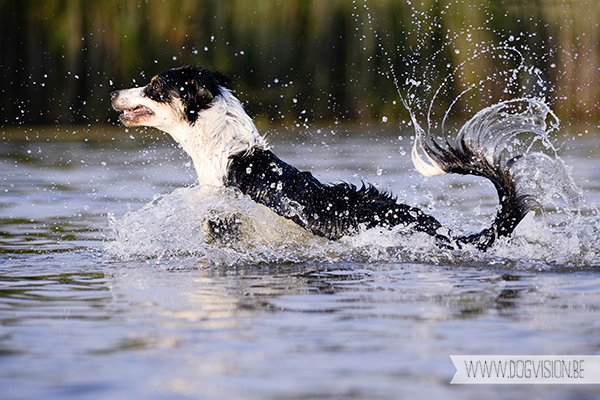 DOGvision | dog photography
