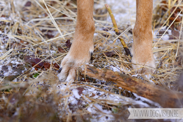 Winter walk | www.DOGvision.be | dog photography