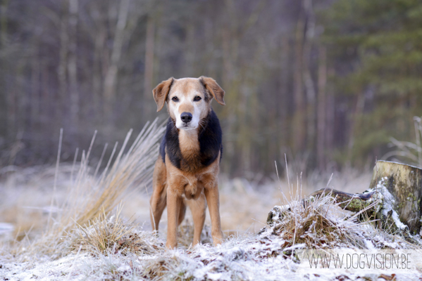 Winter walk | www.DOGvision.be | dog photography