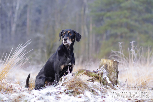 Winter walk | www.DOGvision.be | dog photography