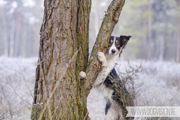 Winter walk | www.DOGvision.be | dog photography