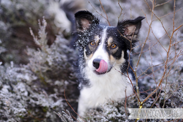 Winter walk | www.DOGvision.be | dog photography