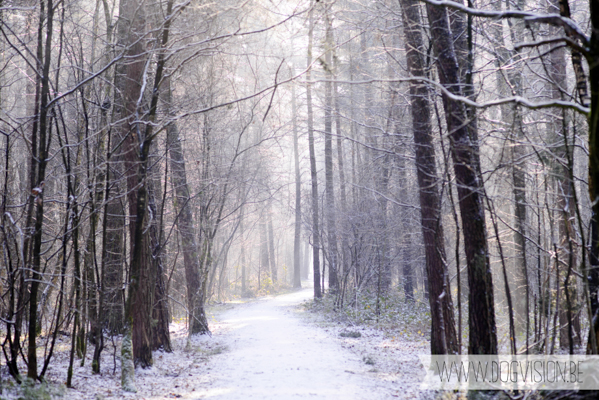 Winter walk | www.DOGvision.be | dog photography