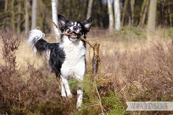 Mogwai | Border Collie | www.DOGvision.be | hondenfotografie