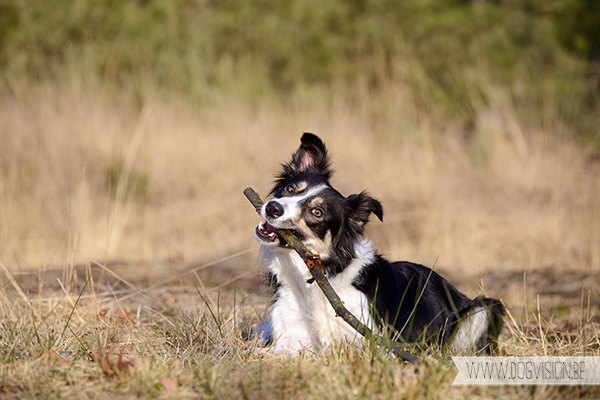 www.DOGvision.be | dog photography | hondenfotografie | tips & tricks