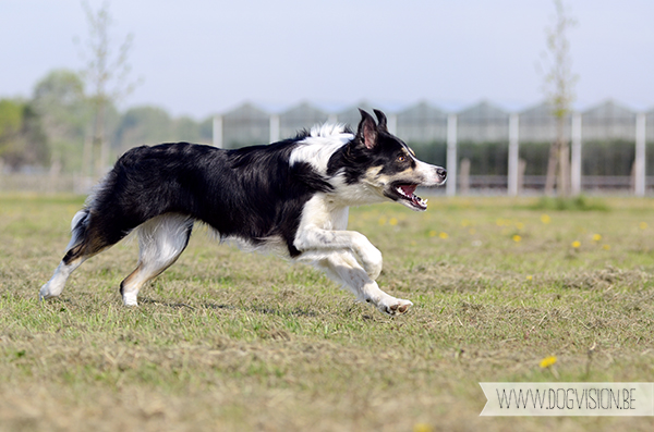 DOGvision | dog photography