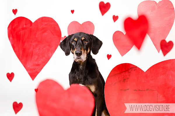 Valantine's day | www.DOGvision.be