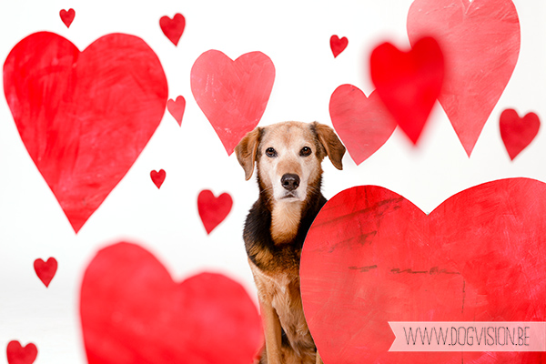 Valantine's day | www.DOGvision.be