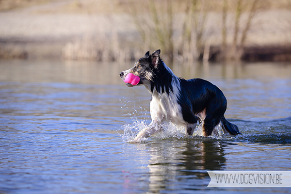 8 maart | www.DOGvision.be | hondenfotografie