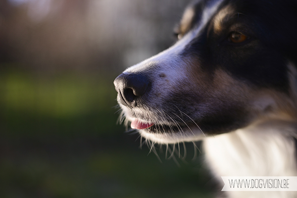 Springtime | www.DOGvision.be | dog photography // hondenfotografie