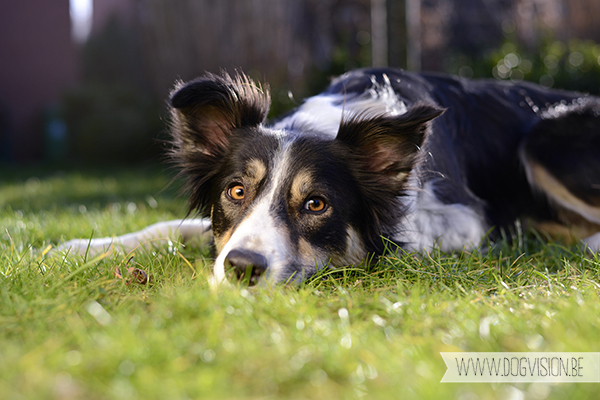 Springtime | www.DOGvision.be | dog photography // hondenfotografie