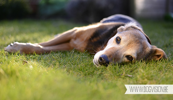 Springtime | www.DOGvision.be | dog photography // hondenfotografie