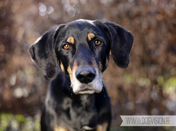 Springtime | www.DOGvision.be | dog photography // hondenfotografie