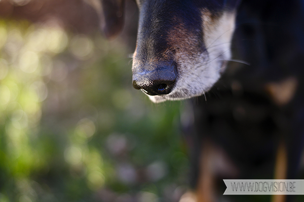 Springtime | www.DOGvision.be | dog photography // hondenfotografie