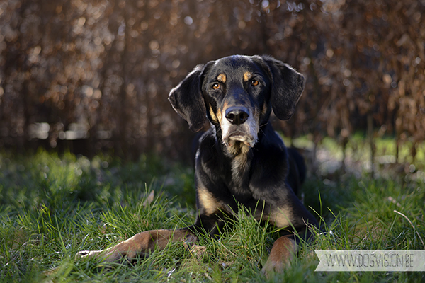 Springtime | www.DOGvision.be | dog photography // hondenfotografie