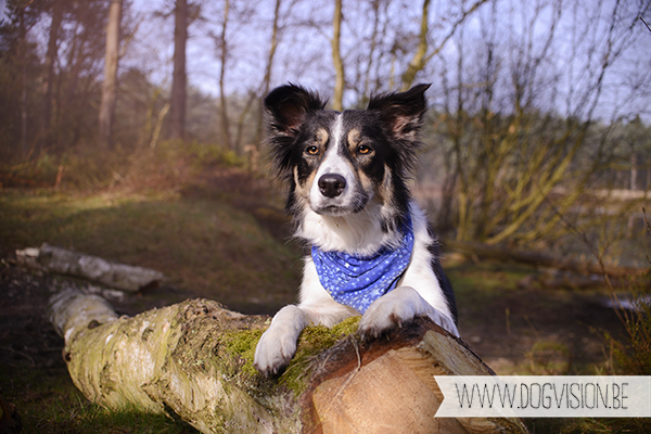 Mogwai | Border Colie | dog photography