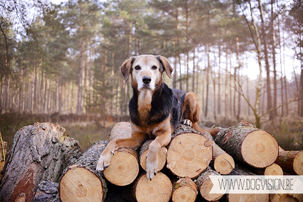 Ziggy | muttadventurer | dog photography