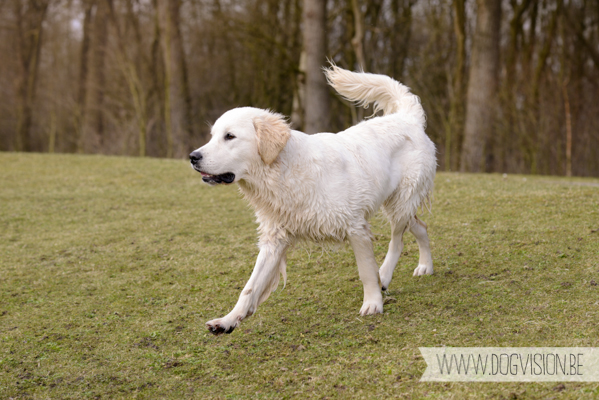 Hachiko Hummer & Eclips | www.DOGvision.be | hondenfotografie