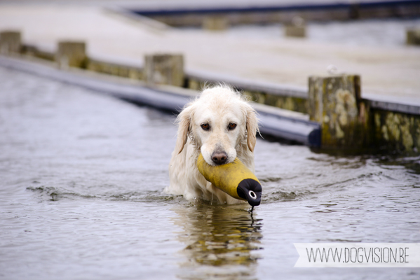 Hachiko Hummer & Eclips | www.DOGvision.be | hondenfotografie