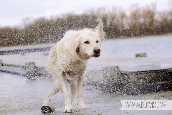 Hachiko Hummer & Eclips | www.DOGvision.be | hondenfotografie