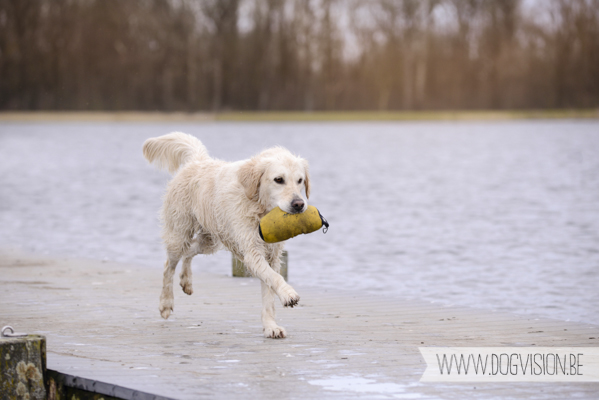 Hachiko Hummer & Eclips | www.DOGvision.be | hondenfotografie