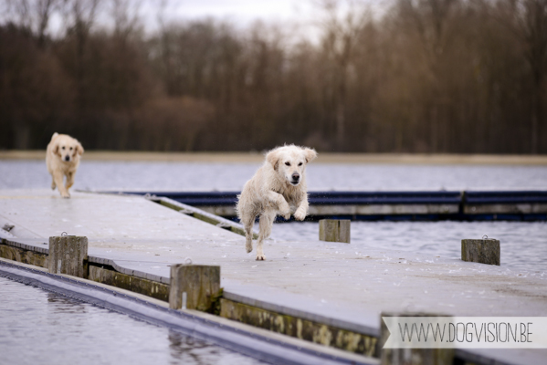 Hachiko Hummer & Eclips | www.DOGvision.be | hondenfotografie