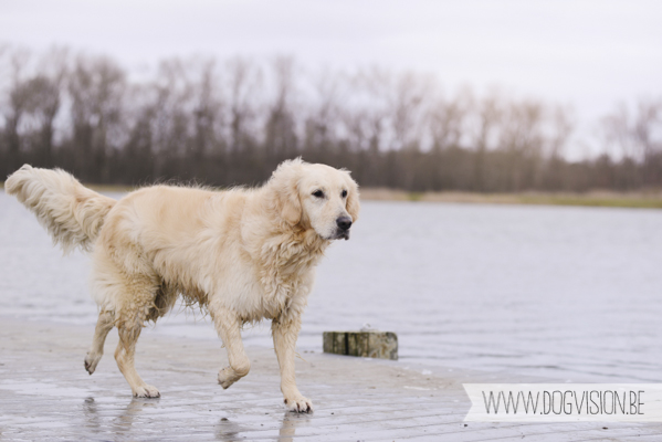 Hachiko Hummer & Eclips | www.DOGvision.be | hondenfotografie