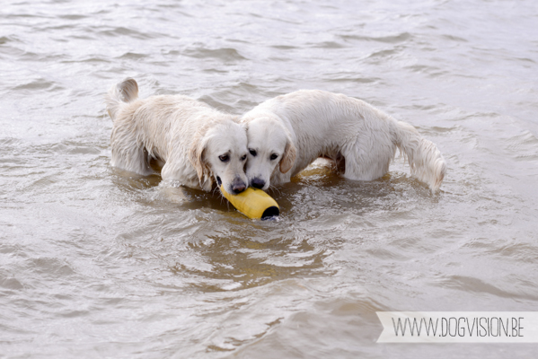 Hachiko Hummer & Eclips | www.DOGvision.be | hondenfotografie