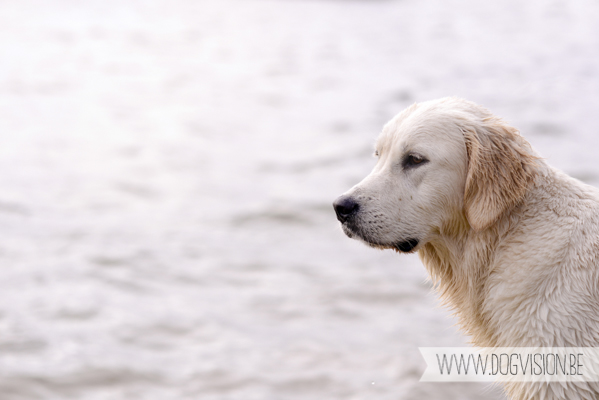 Hachiko Hummer & Eclips | www.DOGvision.be | hondenfotografie