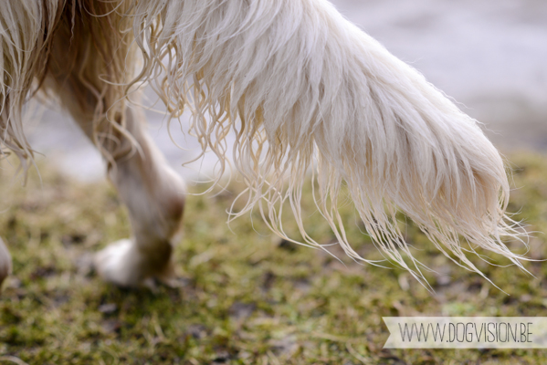 Hachiko Hummer & Eclips | www.DOGvision.be | hondenfotografie