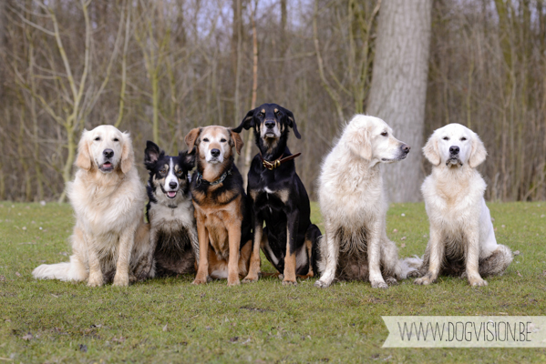 Hachiko Hummer & Eclips | www.DOGvision.be | hondenfotografie