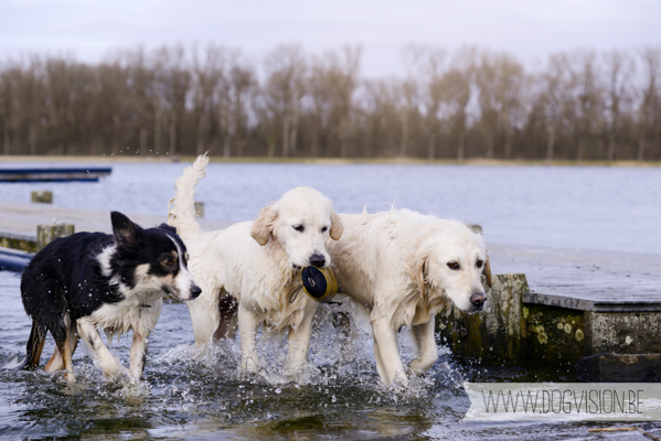 Hachiko Hummer & Eclips | www.DOGvision.be | hondenfotografie