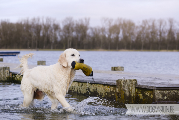 Hachiko Hummer & Eclips | www.DOGvision.be | hondenfotografie