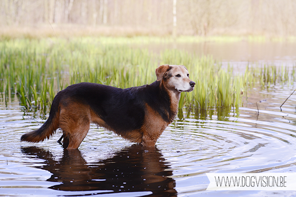 Easter 2015 | Chaamse bossen | hondenlosloopgebied Nederland | www.DOGvision.be | hondenfotografie