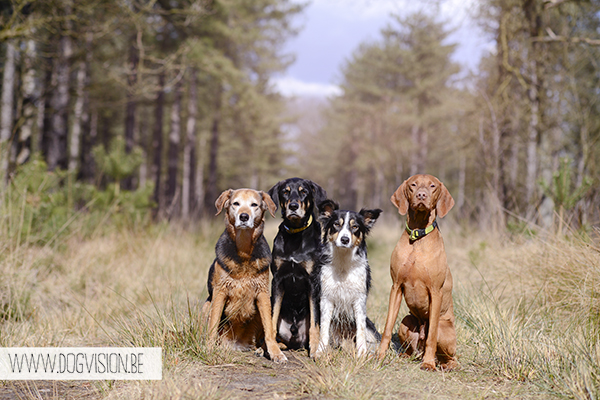 Easter 2015 | Chaamse bossen | hondenlosloopgebied Nederland | www.DOGvision.be | hondenfotografie