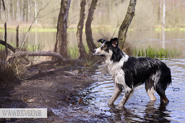 Easter 2015 | Chaamse bossen | hondenlosloopgebied Nederland | www.DOGvision.be | hondenfotografie