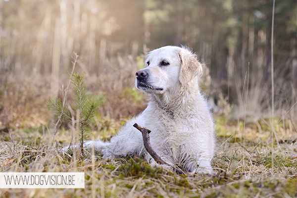 Two guest dogs for a week= full house! But fun | www.DOGvision.be | dog photography