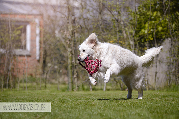 Two guest dogs for a week= full house! But fun | www.DOGvision.be | dog photography