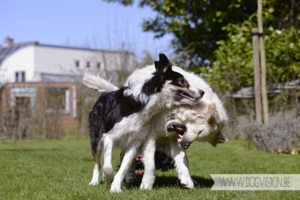 Two guest dogs for a week= full house! But fun | www.DOGvision.be | dog photography