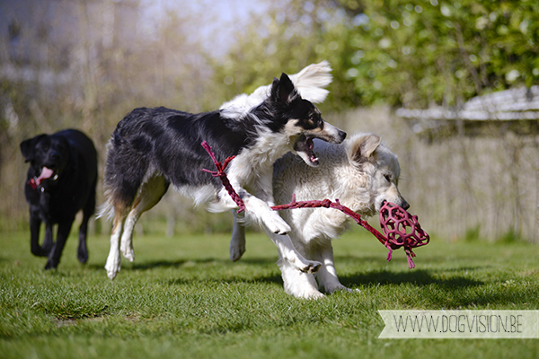 Two guest dogs for a week= full house! But fun | www.DOGvision.be | dog photography