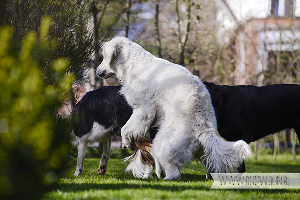 Two guest dogs for a week= full house! But fun | www.DOGvision.be | dog photography