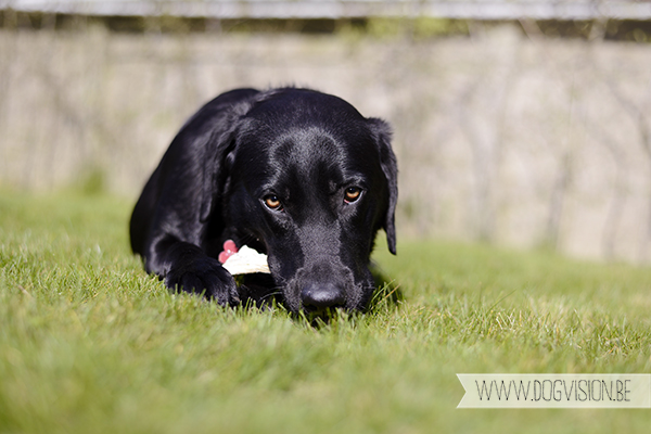 Two guest dogs for a week= full house! But fun | www.DOGvision.be | dog photography