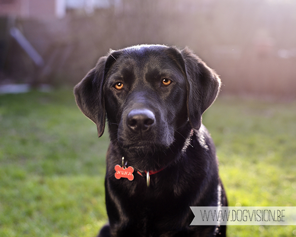 Two guest dogs for a week= full house! But fun | www.DOGvision.be | dog photography