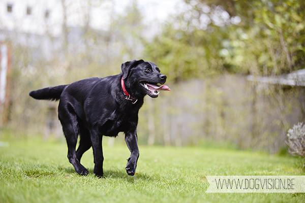 In de tuin | www.DOGvision.be | Black Labrador retriever